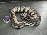 VPI Axanthic Black Head Red Gene 66% het Piebald 50% het Lavender Albino - Male