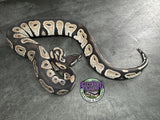 VPI Axanthic Black Head Red Gene 66% het Piebald 50% het Lavender Albino - Male