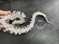 VPI Axanthic Black Head Red Gene 66% het Piebald 50% het Lavender Albino - Male