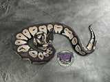 VPI Axanthic Black Head Red Gene 66% het Piebald 50% het Lavender Albino - Male