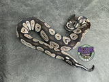 VPI Axanthic Black Head Red Gene 66% het Piebald 50% het Lavender Albino - Male