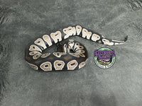 VPI Axanthic Black Head Red Gene 66% het Piebald 50% het Lavender Albino - Male
