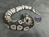 VPI Axanthic Black Head Red Gene 66% het Piebald 50% het Lavender Albino - Male