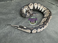 VPI Axanthic Black Head Red Gene 66% het Piebald 50% het Lavender Albino - Male