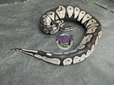 VPI Axanthic Black Head Red Gene 66% het Piebald 50% het Lavender Albino - Male