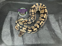 100% dbl het VPI Axanthic / Desert Ghost 50% het Piebald - Female