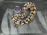 100% dbl het VPI Axanthic / Desert Ghost 50% het Piebald - Female