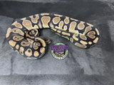 100% dbl het VPI Axanthic / Desert Ghost 50% het Piebald - Female