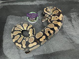 100% dbl het VPI Axanthic / Desert Ghost 50% het Piebald - Female