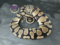 100% dbl het VPI Axanthic / Desert Ghost 50% het Piebald - Female