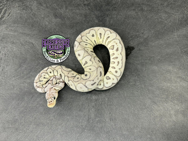 Super Pastel VPI Axanthic Clown