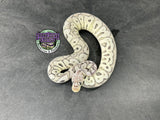 Super Pastel VPI Axanthic Clown