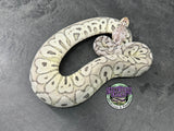 Super Pastel VPI Axanthic Clown