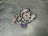 VPI Axanthic Clown - Female