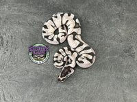 Super Enchi VPI Axanthic - Partho Female