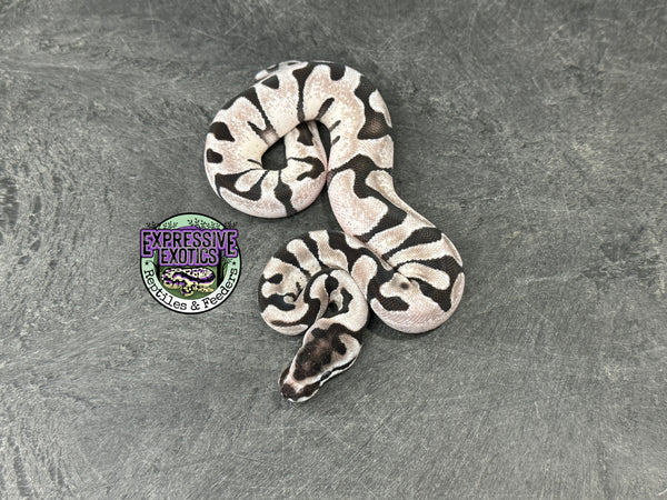 Super Enchi VPI Axanthic - Partho Female