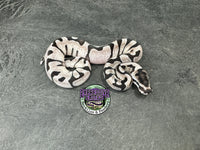 Super Enchi VPI Axanthic - Partho Female