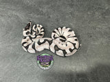 Super Enchi VPI Axanthic - Partho Female