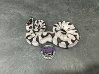 Super Enchi VPI Axanthic - Partho Female