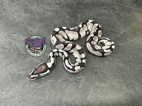 VPI Axanthic Enchi - Partho Female