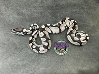 VPI Axanthic Enchi - Partho Female