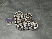 VPI Axanthic 100% dbl het Clown / Piebald - Female