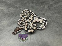 VPI Axanthic 100% dbl het Clown / Piebald - Female