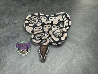 VPI Axanthic 100% dbl het Clown / Piebald - Female