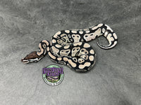 VPI Axanthic 100% dbl het Clown / Piebald - Female