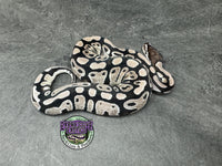 VPI Axanthic 100% dbl het Clown / Piebald - Female