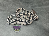 VPI Axanthic 100% dbl het Clown / Piebald - Female