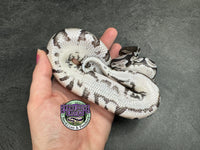 VPI Axanthic 100% dbl het Clown / Piebald - Female