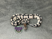 VPI Axanthic Red Gene 100% dbl het Clown / Piebald - Male