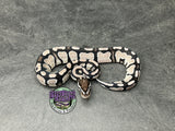 VPI Axanthic Red Gene 100% dbl het Clown / Piebald - Male