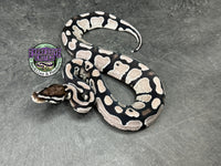 VPI Axanthic Red Gene 100% dbl het Clown / Piebald - Male