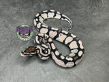 VPI Axanthic Red Gene 100% dbl het Clown / Piebald - Male