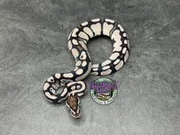 VPI Axanthic Red Gene 100% dbl het Clown / Piebald - Male