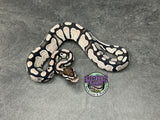 VPI Axanthic Red Gene 100% dbl het Clown / Piebald - Male