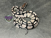 VPI Axanthic Red Gene 100% dbl het Clown / Piebald - Male