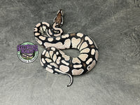 VPI Axanthic Red Gene 100% dbl het Clown / Piebald - Male