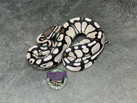 VPI Axanthic Red Gene 100% dbl het Clown / Piebald - Male