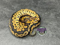 Clown 100% het VPI Axanthic - Male