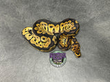 Clown 100% het VPI Axanthic - Male