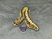 Clown 100% het VPI Axanthic - Male