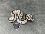 VPI Axanthic Clown poss Blade - Male