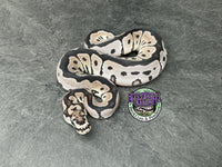 VPI Axanthic Clown poss Blade - Male