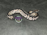 VPI Axanthic Clown poss Blade - Male