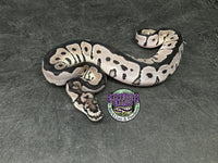 VPI Axanthic Clown poss Blade - Male