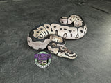 VPI Axanthic Clown poss Blade - Male