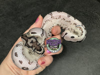 VPI Axanthic Clown poss Blade - Male